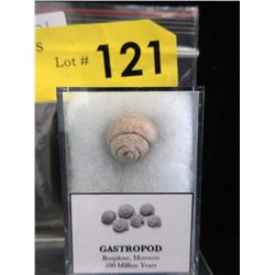 100 Million Year Old Gastropod from Morocco