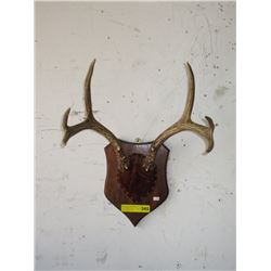 Mounted Deer Antlers