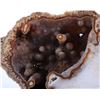 Image 5 : Unique Polished Agatized Coral Geode Display