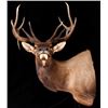 Image 1 : Montana Rocky Mountain Trophy Elk Shoulder Mount
