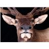 Image 2 : Montana Rocky Mountain Trophy Elk Shoulder Mount