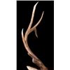 Image 3 : Montana Rocky Mountain Trophy Elk Shoulder Mount