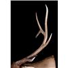 Image 4 : Montana Rocky Mountain Trophy Elk Shoulder Mount