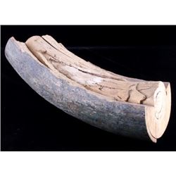 Petrified Ancient Wooly Mammoth Ivory Tusk RARE