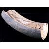 Image 1 : Petrified Ancient Wooly Mammoth Ivory Tusk RARE
