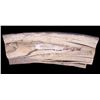 Image 4 : Petrified Ancient Wooly Mammoth Ivory Tusk RARE