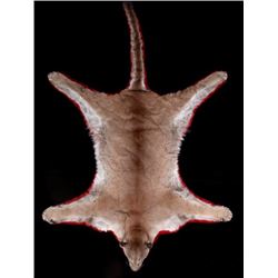 Montana Trophy Mountain Lion Rug Mount