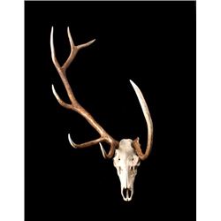 Montana Non Typical 6x1 European Elk Mount