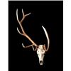 Image 1 : Montana Non Typical 6x1 European Elk Mount