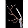 Image 3 : Montana Non Typical 6x1 European Elk Mount