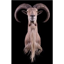 Barbary Aoudad Ram Shoulder Mount