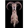 Image 1 : Barbary Aoudad Ram Shoulder Mount