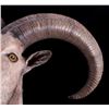 Image 3 : Barbary Aoudad Ram Shoulder Mount