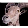 Image 4 : Barbary Aoudad Ram Shoulder Mount