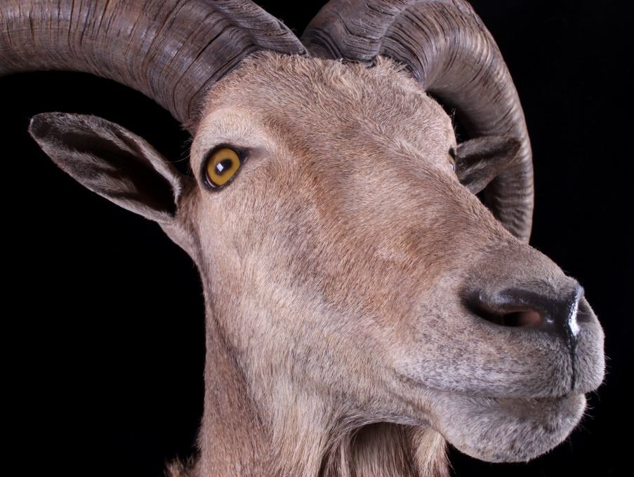 Barbary Aoudad Ram Shoulder Mount