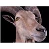 Image 5 : Barbary Aoudad Ram Shoulder Mount