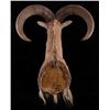 Image 9 : Barbary Aoudad Ram Shoulder Mount
