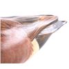 Image 3 : Montana Big Sky Carvers Widgeon Duck Decoy