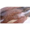 Image 4 : Montana Big Sky Carvers Widgeon Duck Decoy