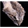 Image 8 : Large Idaho Captured Bobcat Hide