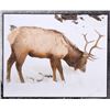 Image 2 : Porcelain Enamel Yellowstone Elk Infograph