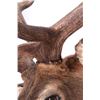 Image 10 : Montana Rocky Mountain Trophy Elk Shoulder Mount