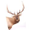 Image 11 : Montana Rocky Mountain Trophy Elk Shoulder Mount