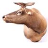 Image 12 : Montana Rocky Mountain Trophy Elk Shoulder Mount