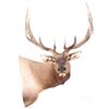 Image 1 : Montana Rocky Mountain Trophy Elk Shoulder Mount