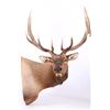 Image 2 : Montana Rocky Mountain Trophy Elk Shoulder Mount