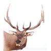Image 3 : Montana Rocky Mountain Trophy Elk Shoulder Mount