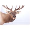 Image 4 : Montana Rocky Mountain Trophy Elk Shoulder Mount