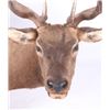 Image 5 : Montana Rocky Mountain Trophy Elk Shoulder Mount