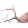 Image 6 : Montana Rocky Mountain Trophy Elk Shoulder Mount