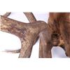 Image 8 : Montana Rocky Mountain Trophy Elk Shoulder Mount