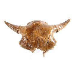 Petrified Hysham Montana Occidentalis Skull