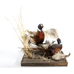 Fighting Pheasant Mount