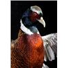 Image 2 : Fighting Pheasant Mount