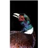 Image 3 : Fighting Pheasant Mount