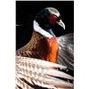 Image 5 : Fighting Pheasant Mount