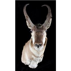 Trophy Montana Pronghorn Shoulder Mount