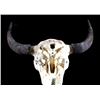 Image 10 : Montana Steer Skull and Horns