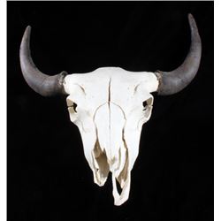 Montana Steer Skull and Horns