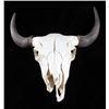 Image 1 : Montana Steer Skull and Horns