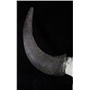 Image 4 : Montana Steer Skull and Horns