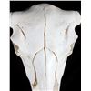Image 6 : Montana Steer Skull and Horns