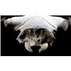 Image 8 : Montana Steer Skull and Horns