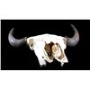 Image 9 : Montana Steer Skull and Horns