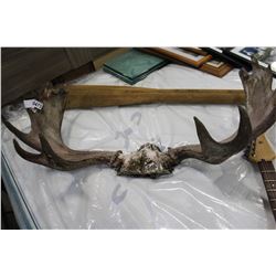 MOOSE ANTLERS