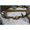 Image 1 : MOOSE ANTLERS